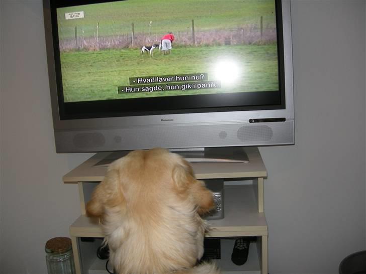 Golden retriever Emma  billede 8