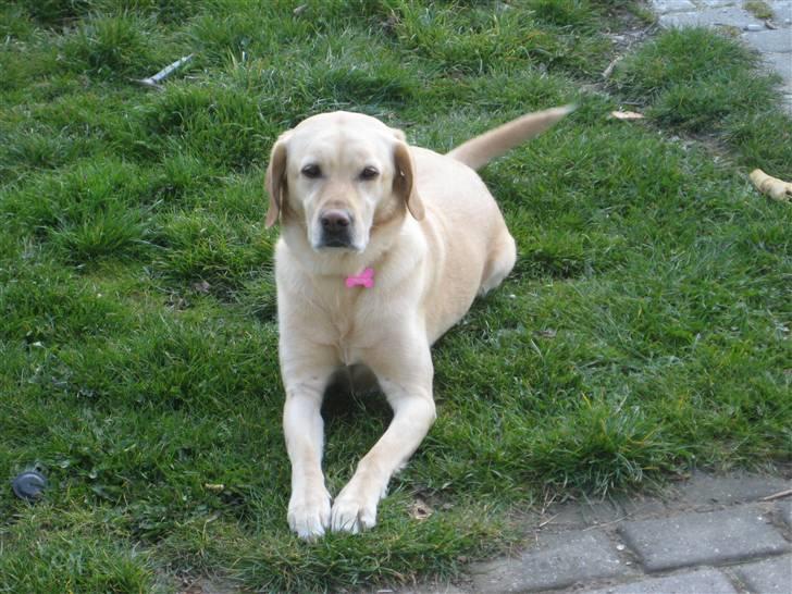 Labrador retriever Molly - Ligger fint ude i haven og venter på at komme ud og gå.. billede 1