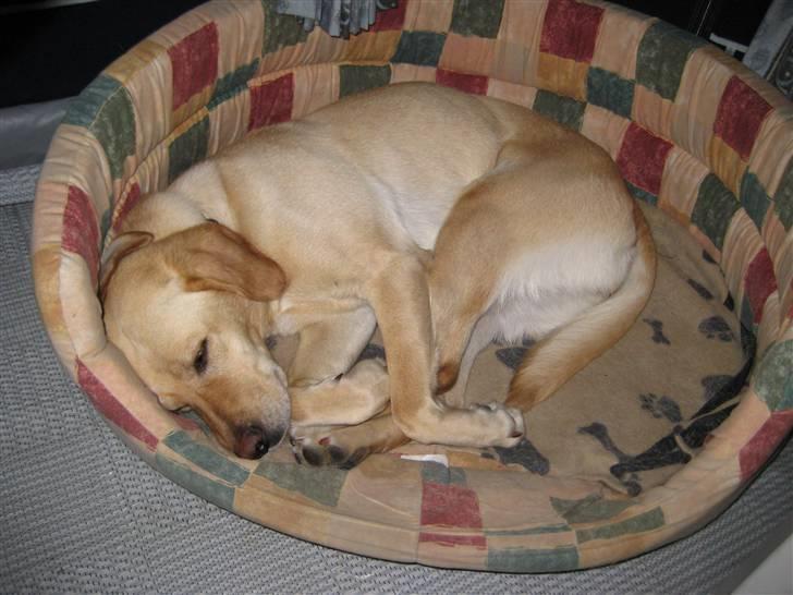 Labrador retriever Molly - Så lille hun kan blive, når hun har været på stranden en hel dag billede 2