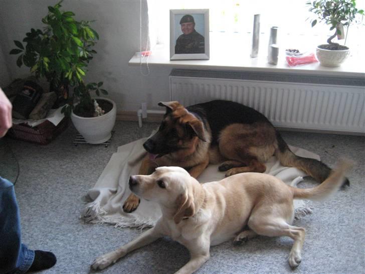 Labrador retriever Molly - Molly og legekammerat Josh. billede 3