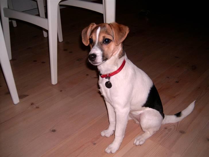 Dansk svensk gaardhund Cika R.I.P. - Sidder lige så fint så mor kan tage et billede af mig. billede 1