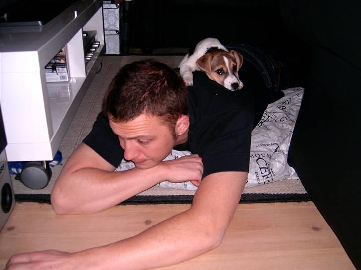 Dansk svensk gaardhund Cika R.I.P. - Jeg vil bare gerne være så tæt på dig som muligt, far :) billede 2