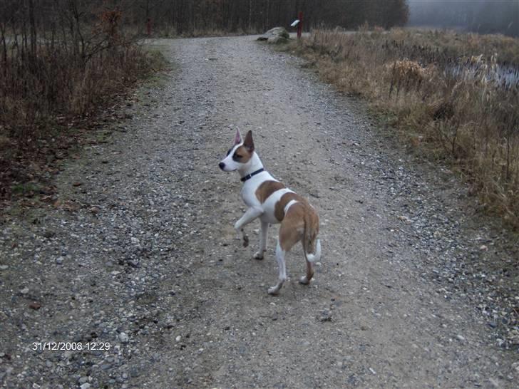 Blanding af racer græsk lea R.I.P 30.12.09  billede 11