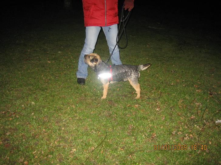 Border terrier kalikama moonfleet  billede 16