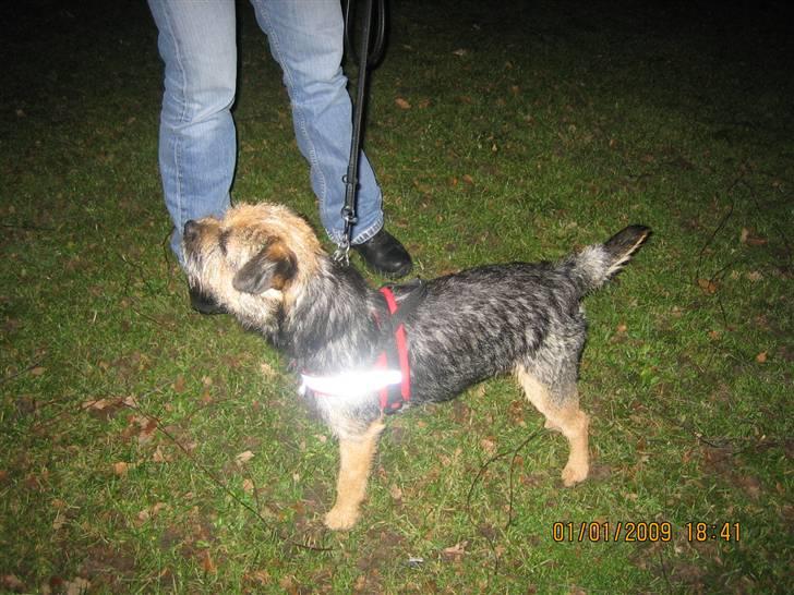 Border terrier kalikama moonfleet  billede 17