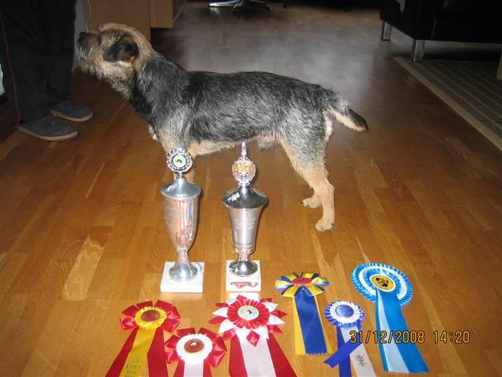 Border terrier kalikama moonfleet  billede 18