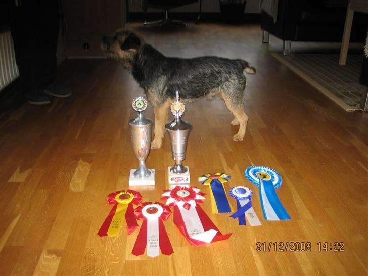 Border terrier kalikama moonfleet  billede 19