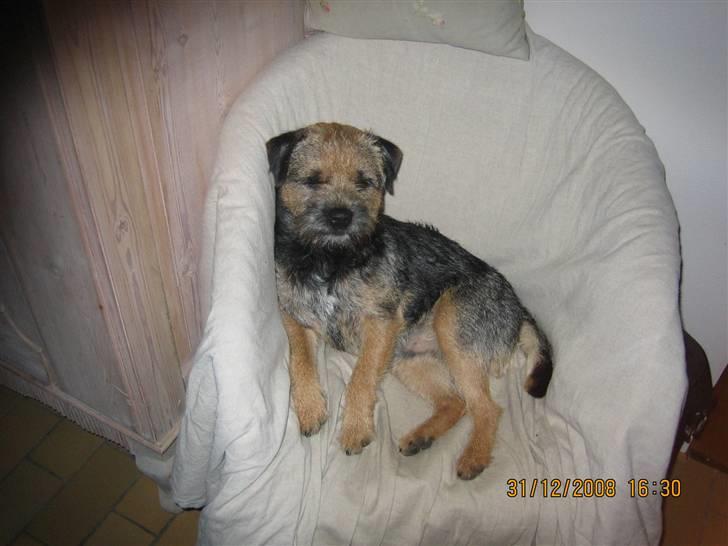 Border terrier kalikama moonfleet  billede 20