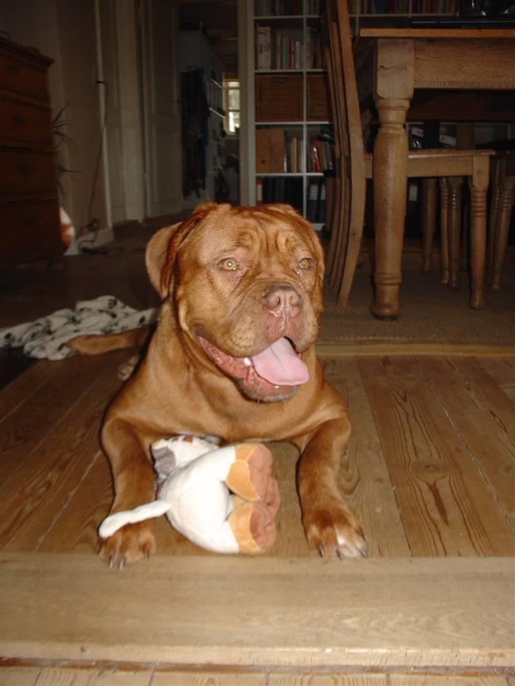 Dogue de bordeaux Rynke (Cobber House´s...) - Rynke med sin Julegave. billede 1
