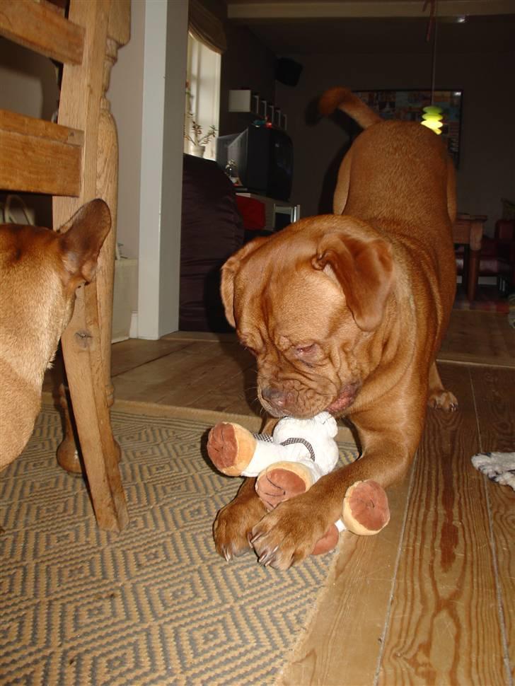 Dogue de bordeaux Rynke (Cobber House´s...) - Hey, smut hen og leg med din egen bamse stump. billede 2