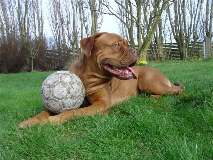 Dogue de bordeaux Rynke (Cobber House´s...) - Hm, ligger lige og hviler mig, men passer på min bold. billede 3