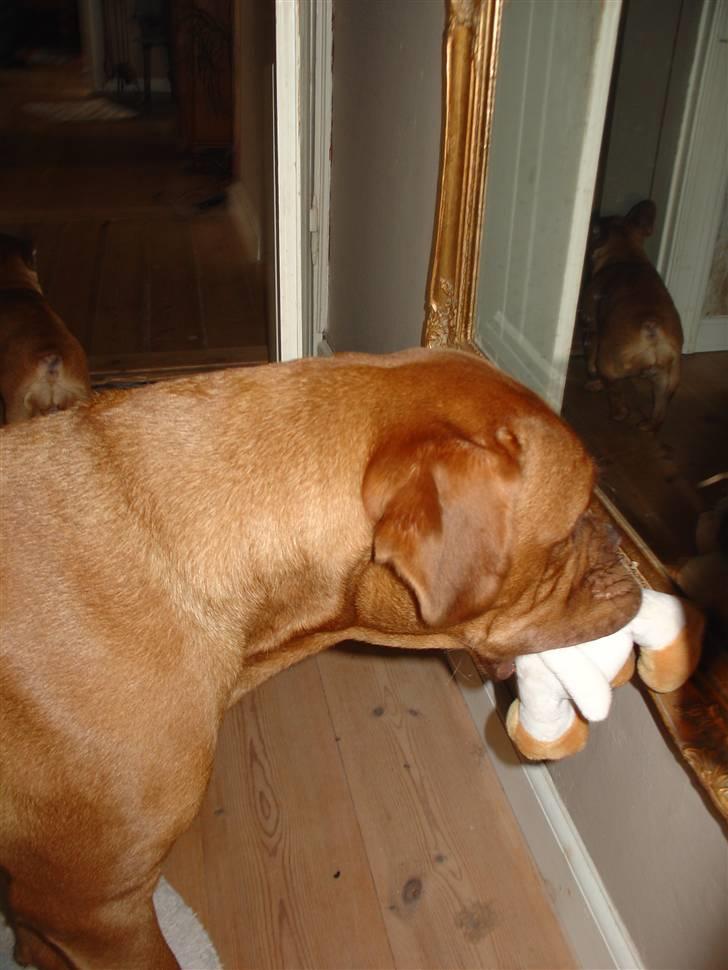 Dogue de bordeaux Rynke (Cobber House´s...) - Nøj... heldig hund i spejlet, den har en bamse. billede 4
