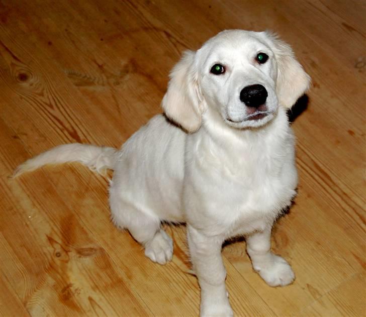 Golden retriever Taya billede 7