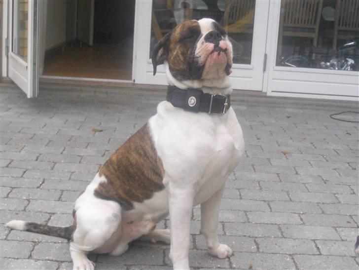 Olde english bulldogge Alfred - Hej, jeg hedder Alfred billede 1