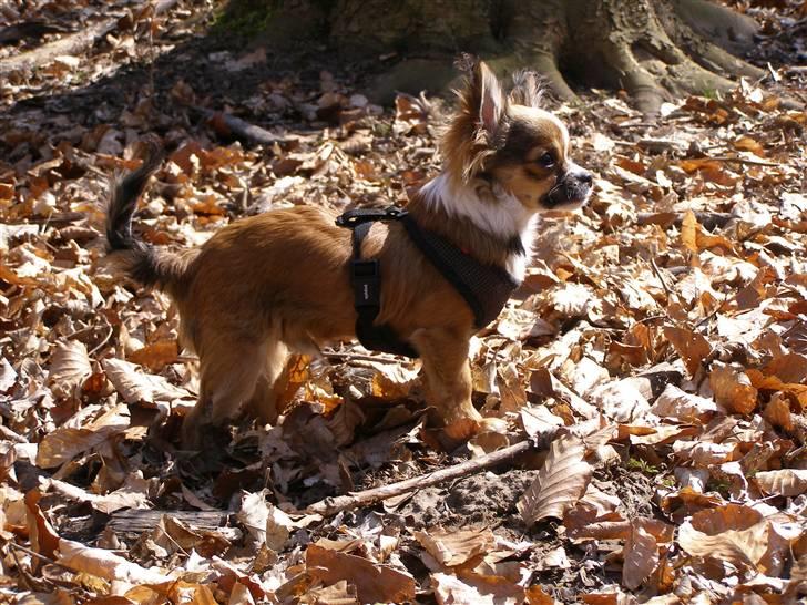 Chihuahua <3 Darwin <3 - Meget tænksom... billede 6