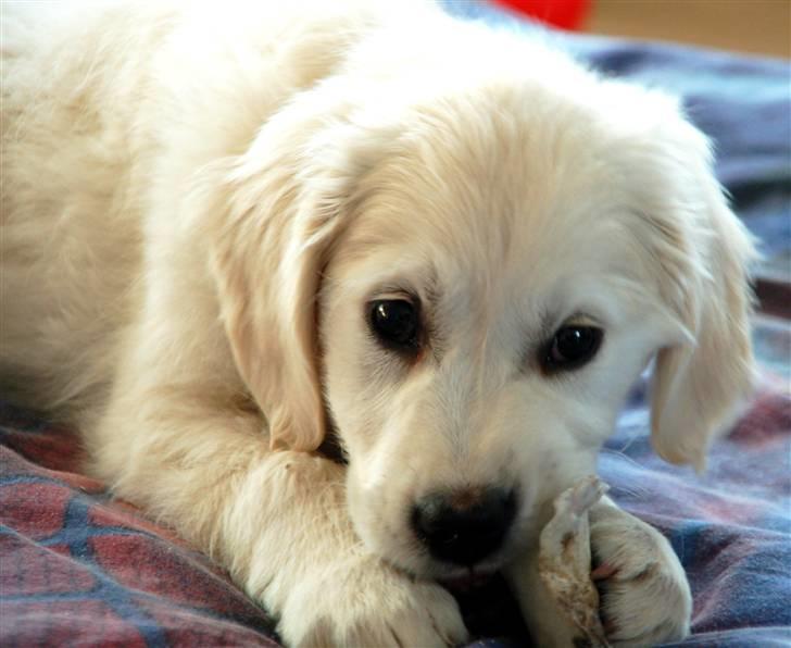 Golden retriever Taya billede 8