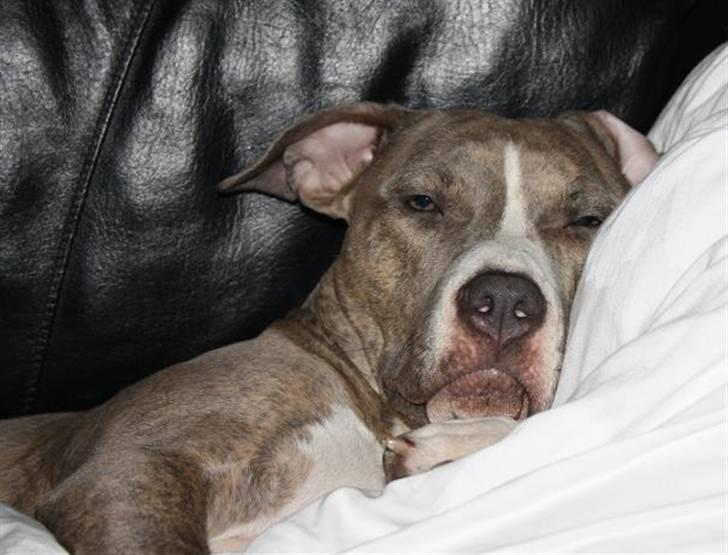 Amerikansk staffordshire terrier Lotus  - Zzz er træt efter nytår. Gab  billede 12