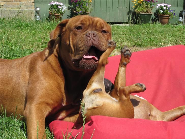 Dogue de bordeaux Rynke (Cobber House´s...) - Sparker du, din lille tæppetisser........ billede 5