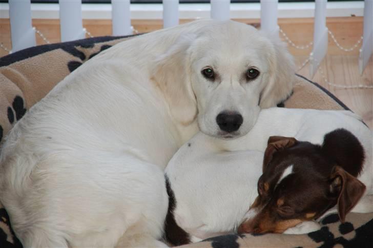 Golden retriever Taya billede 9