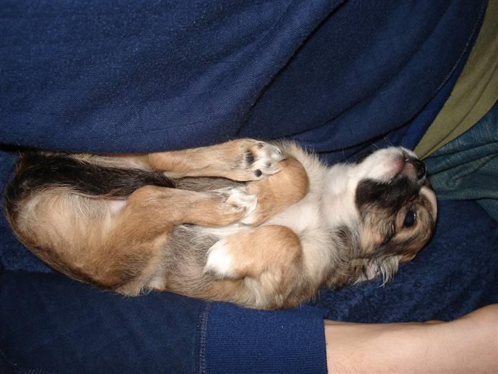 Chihuahua <3 Darwin <3 - Uhh her er rart... billede 7