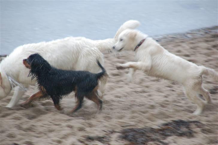 Golden retriever Taya billede 10