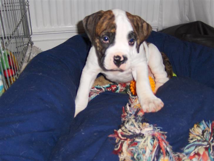 Olde english bulldogge Alfred - Tisset på gulvet... det kender jeg ikke noget til!!! billede 2