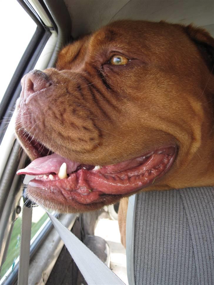 Dogue de bordeaux Rynke (Cobber House´s...) - Dejligt at komme med ud og køre....... billede 6