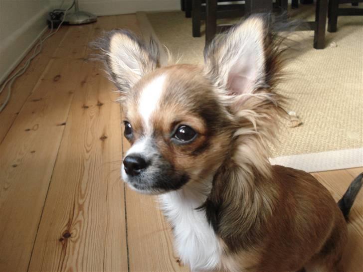 Chihuahua <3 Darwin <3 - Smuk smuk smuk... billede 8