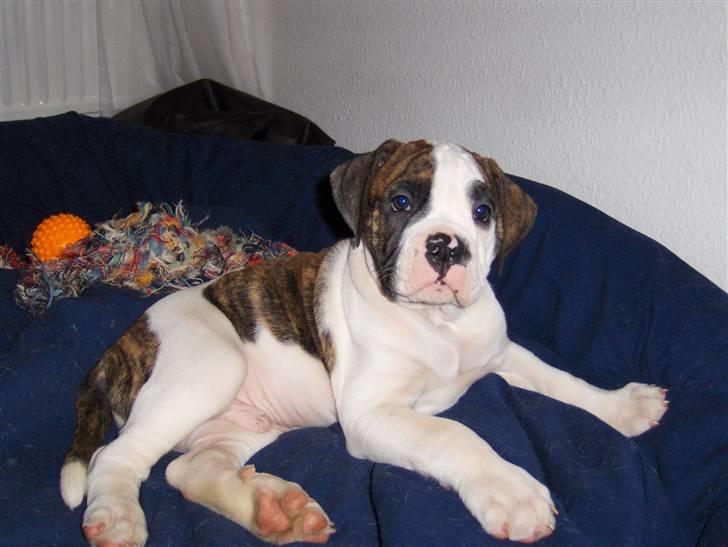 Olde english bulldogge Alfred billede 3