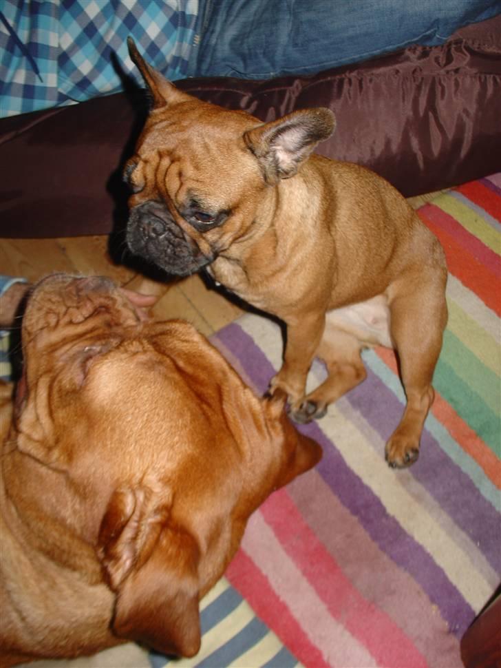 Dogue de bordeaux Rynke (Cobber House´s...) - Skal du side lige i fjæset på mig. billede 7