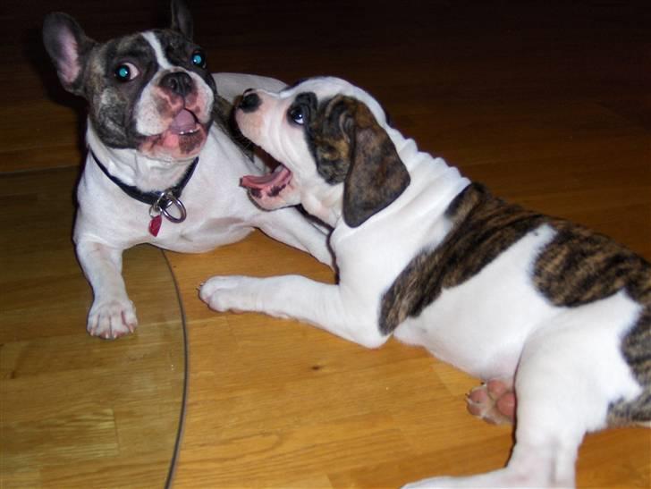 Olde english bulldogge Alfred - Det er så sjovt at drille Lulu... billede 4