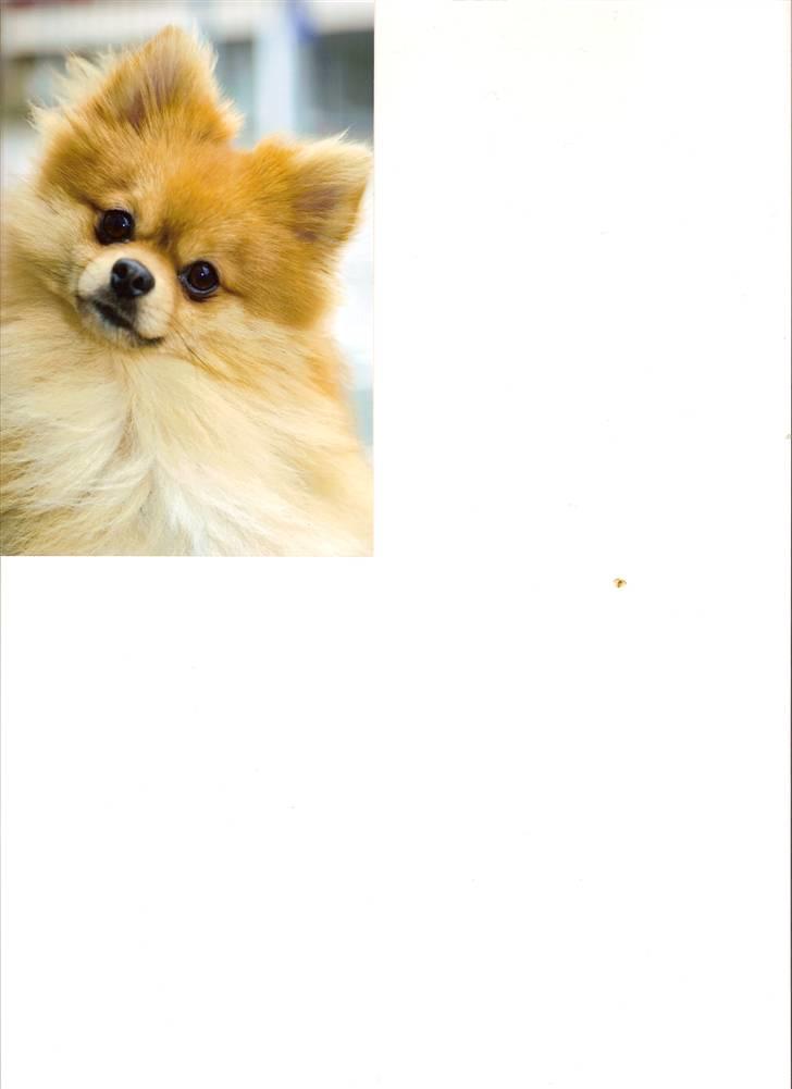 Pomeranian Kashmir - Herren synes selv han er sød ..  billede 1