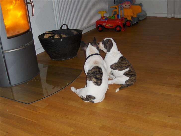 Olde english bulldogge Alfred - ihh hvor er det hyggeligt her ved brændeovnen... billede 5