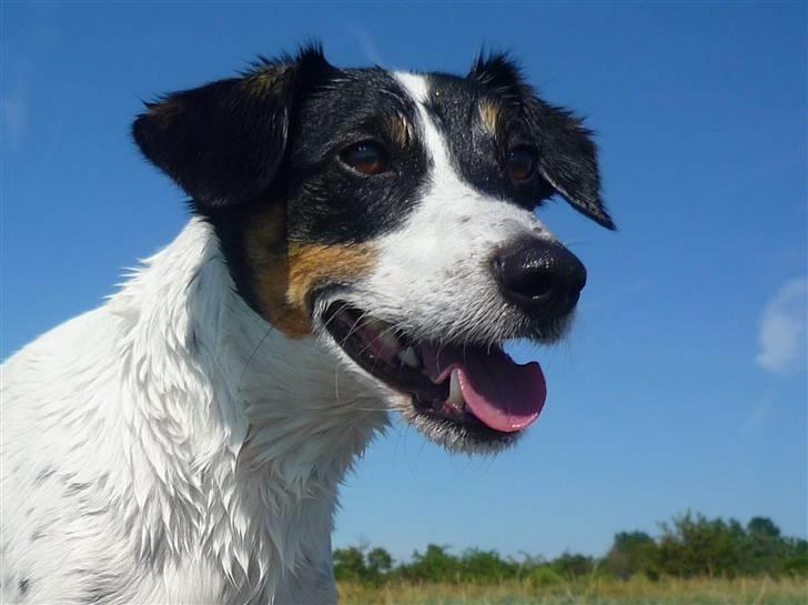 Dansk svensk gaardhund Casper R.I.P. - Velkommen til smukke Caspers profil =3 SHIINE :D billede 1