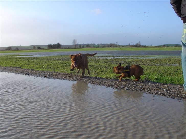 Dogue de bordeaux Rynke (Cobber House´s...) - Jahuu.... Kæmpe vandpyt. billede 8