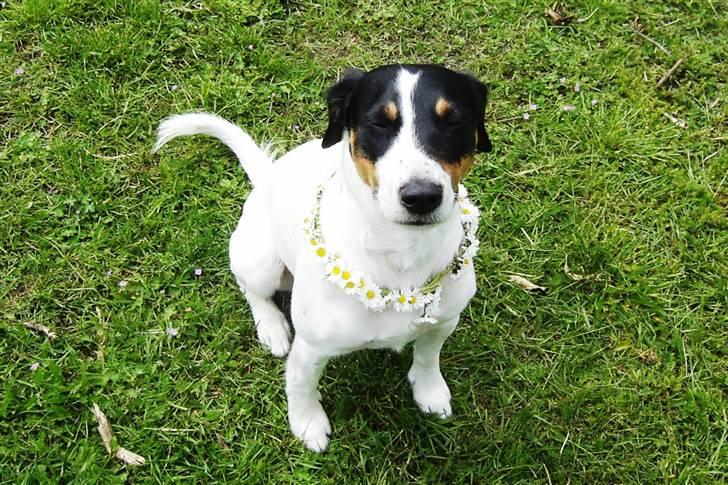 Dansk svensk gaardhund Casper R.I.P. - Casper med blomsterkrans billede 2