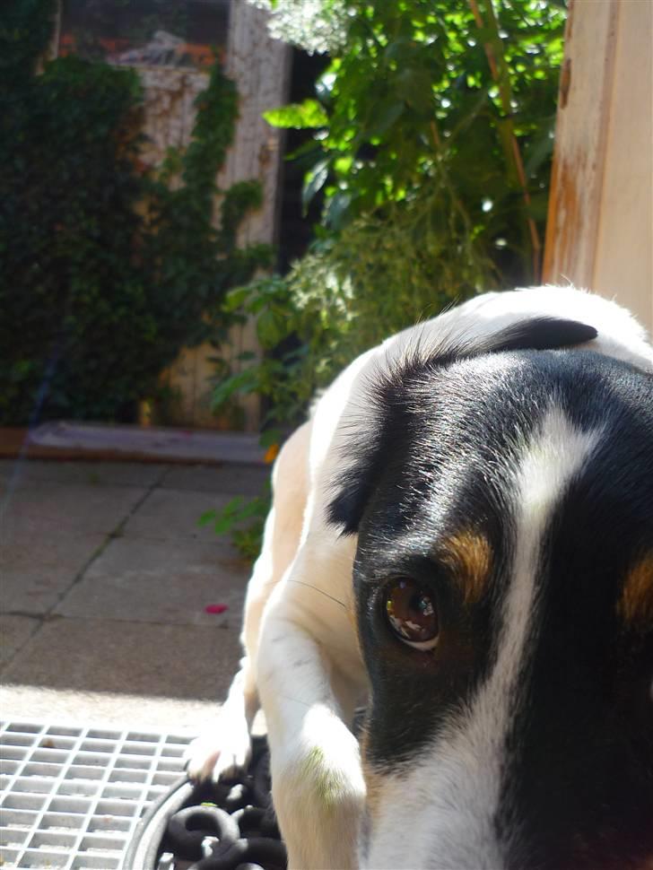 Dansk svensk gaardhund Casper R.I.P. - "Vil du ikke nok gå med ud og lege?" =´3 billede 3