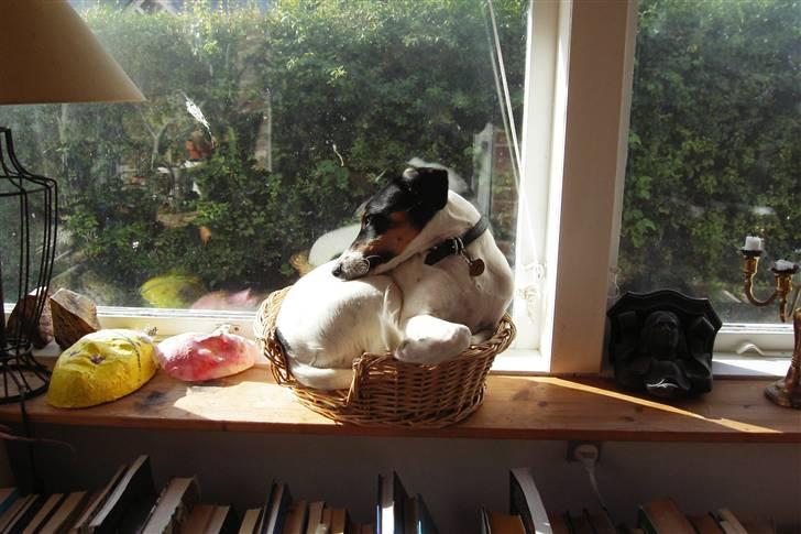 Dansk svensk gaardhund Casper R.I.P. - Casper i kattens kurv... Er den mon for lille? billede 4