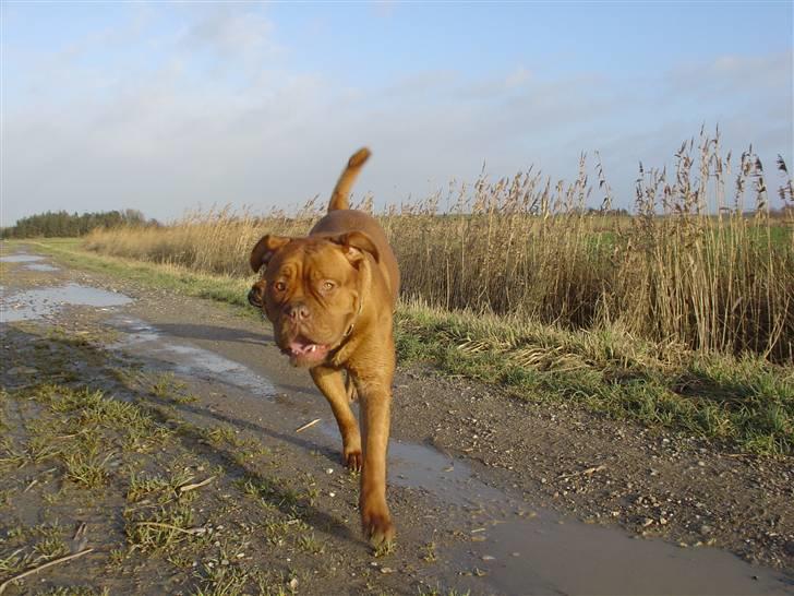 Dogue de bordeaux Rynke (Cobber House´s...) - Jeg laller bare afsted.... billede 9