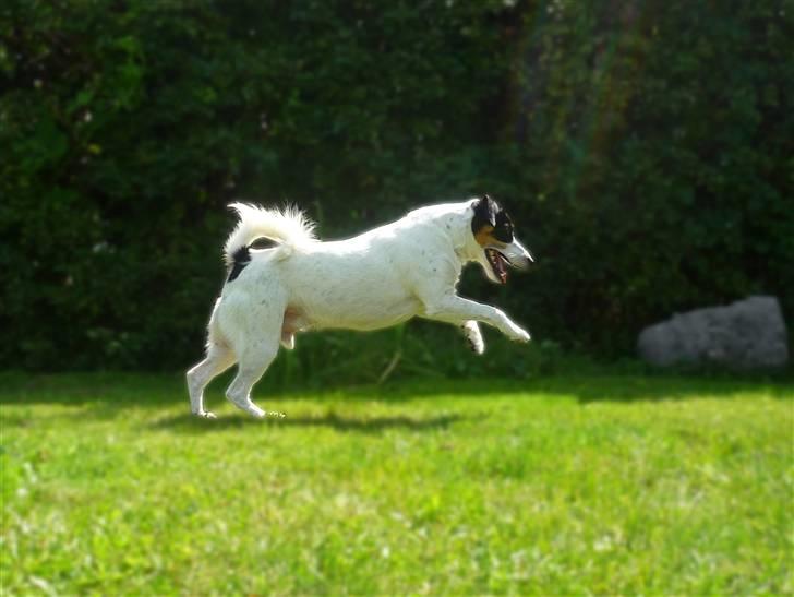 Dansk svensk gaardhund Casper R.I.P. - Min dejlige sommer-hund billede 5