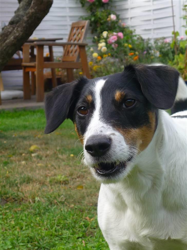 Dansk svensk gaardhund Casper R.I.P. - "Jeg prøver at komme i kontakt med Sofie, men hun render hele tiden rundt med det der apperat foran fjæset!" billede 6