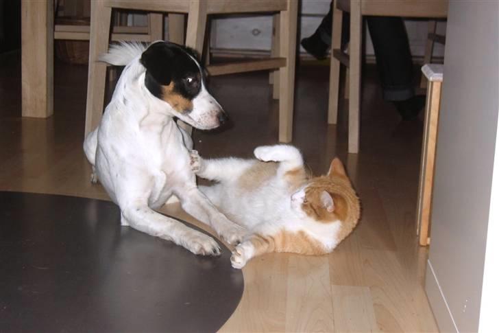 Dansk svensk gaardhund Casper R.I.P. - Bedste venner? billede 7