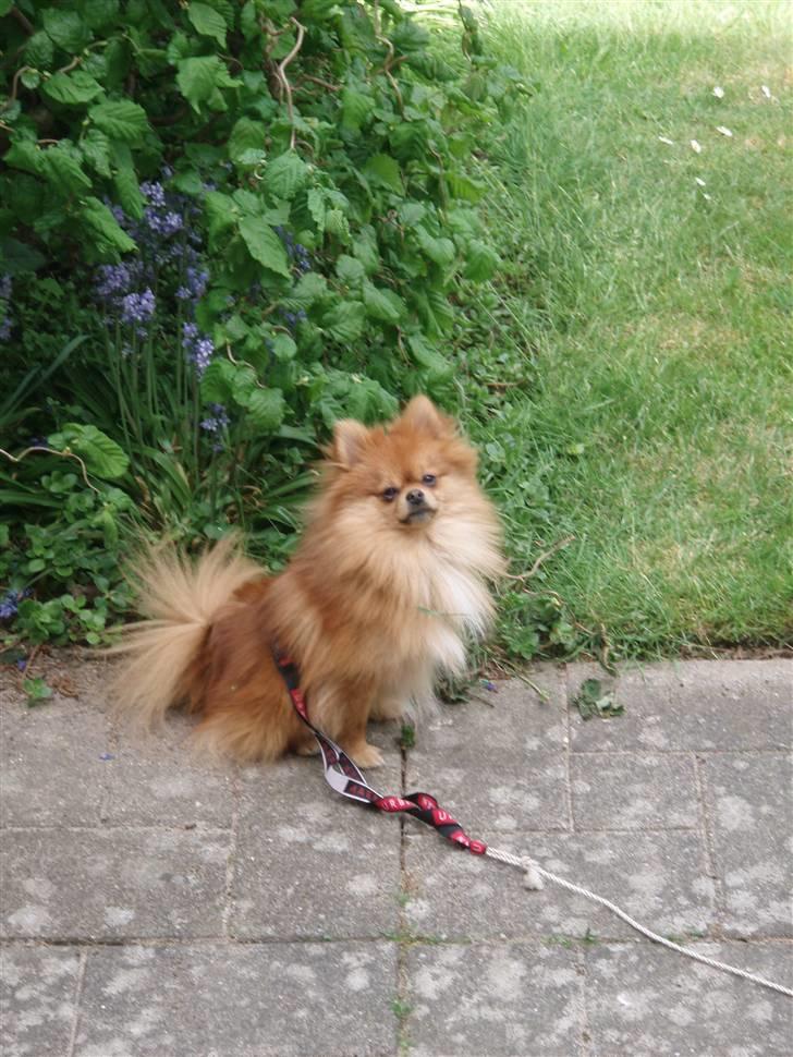 Pomeranian Kashmir - Jeg elsker at være ude. billede 2