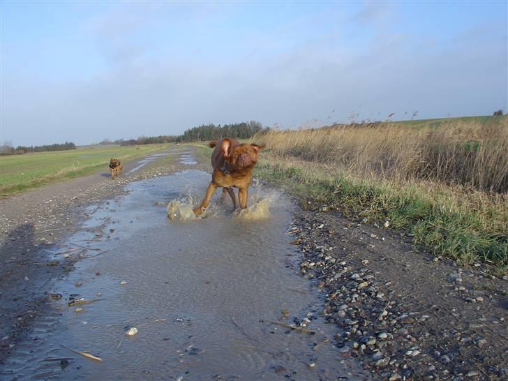 Dogue de bordeaux Rynke (Cobber House´s...) - Nu bliver i våde, pas på..... billede 10