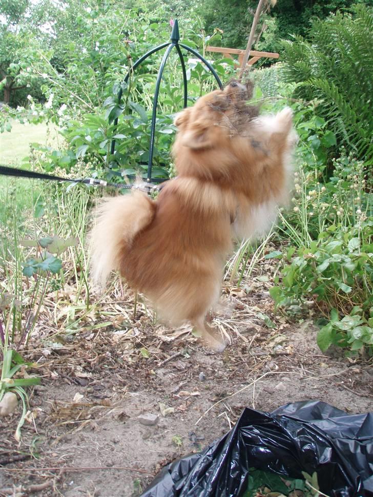 Pomeranian Kashmir - De siger jeg ikke må grave i blomster bedet, er der mon andet jeg kan hjælpe med? billede 3