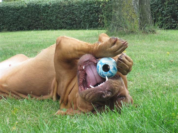 Dogue de bordeaux Rynke (Cobber House´s...) - Jeg er en pjatrøv..... billede 11