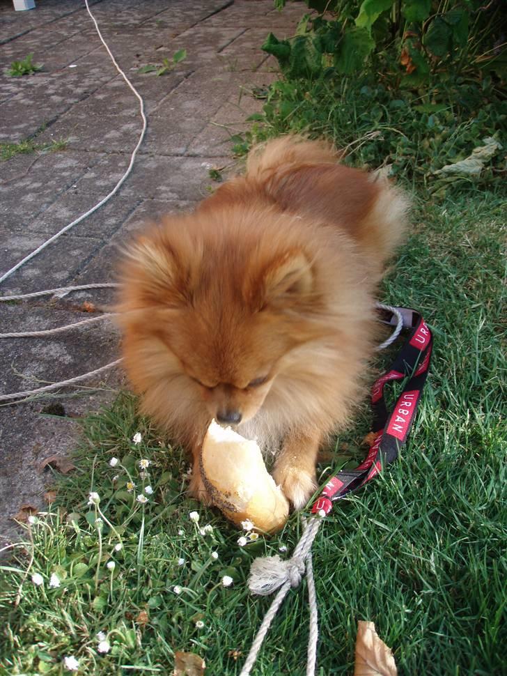 Pomeranian Kashmir - Uhmmm jeg skal vel også ha´ fødselsdagsrundstykke. billede 4