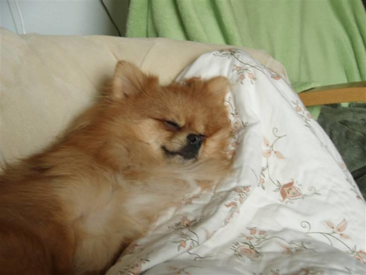 Pomeranian Kashmir - Man sover godt her på pude og tæppebjerget .. billede 5