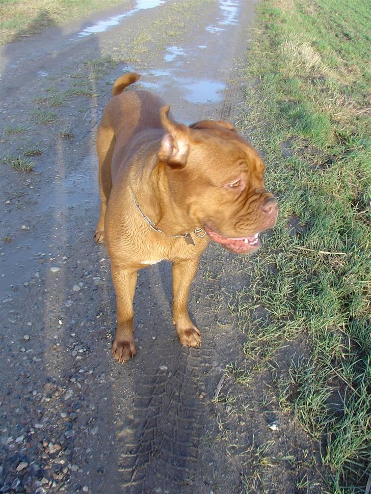 Dogue de bordeaux Rynke (Cobber House´s...) - Oh... Det blæser sådan, at ørene flyver. billede 12