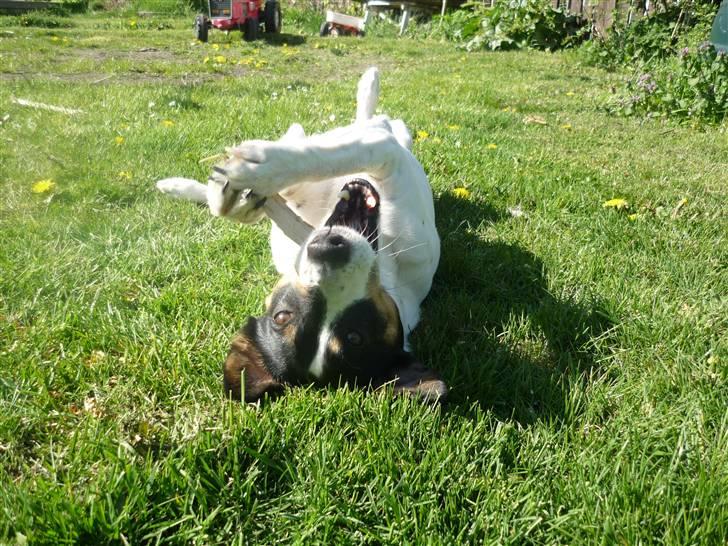Dansk svensk gaardhund Casper R.I.P. - Gnaske, gnaske! d er for kedeligt på den NORMALE måde! billede 9